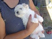 baby doll face maltese puppies for free adoption 
